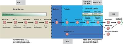 Forward and Reverse Genetics of B Cell Malignancies: From Insertional Mutagenesis to CRISPR-Cas